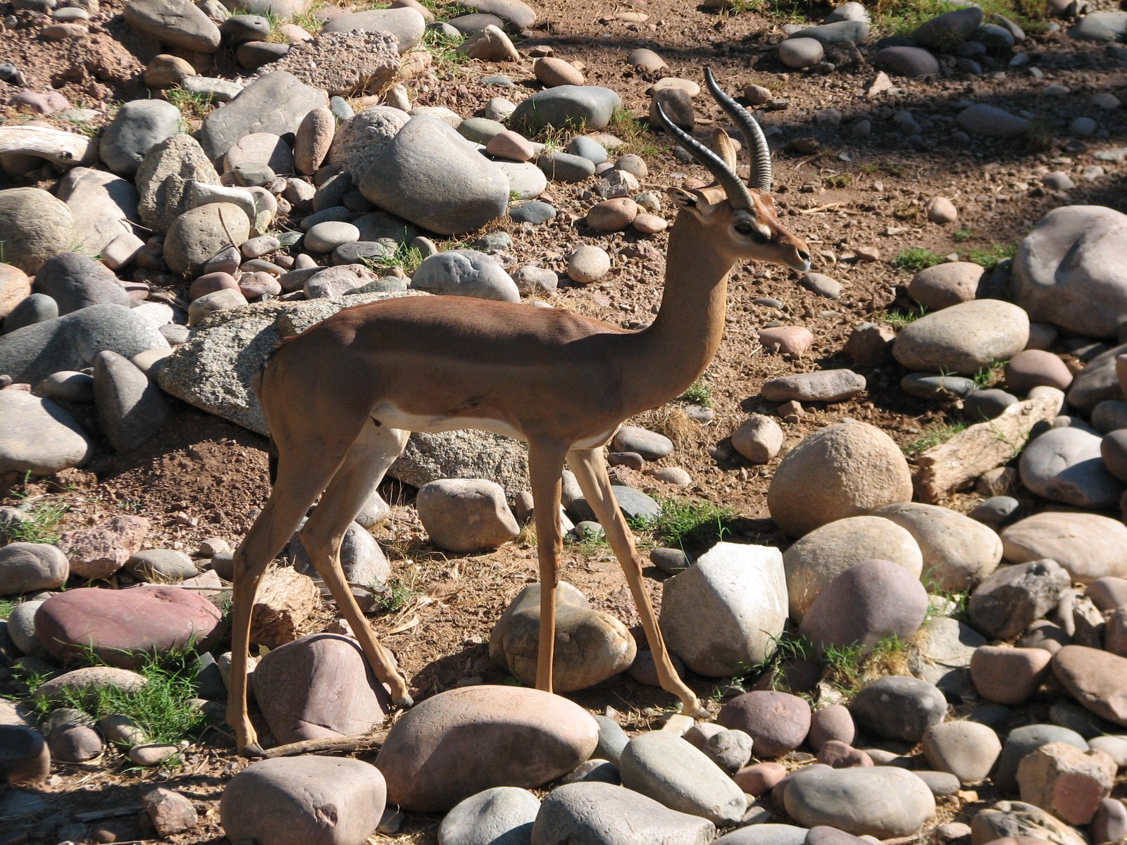 Africa Trail - Gerenuk in Savanna Exhibit