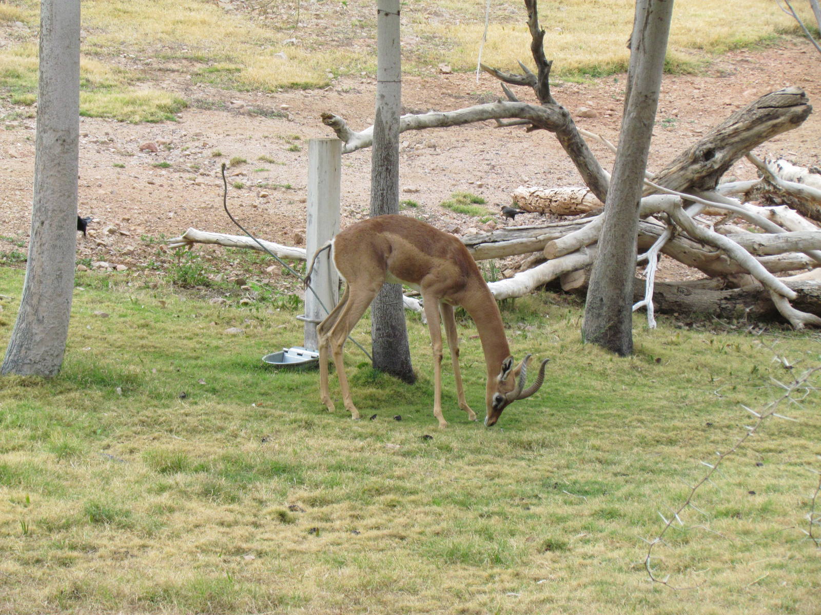 Africa Trail - Gerenuk
