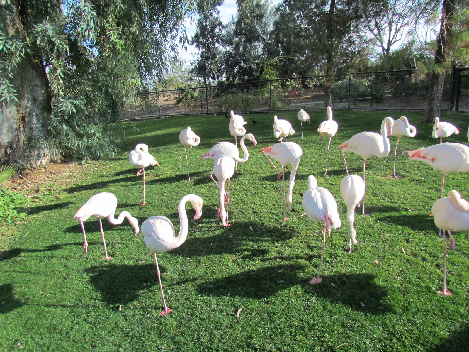 Africa Trail - Greater Flamingo Exhibit