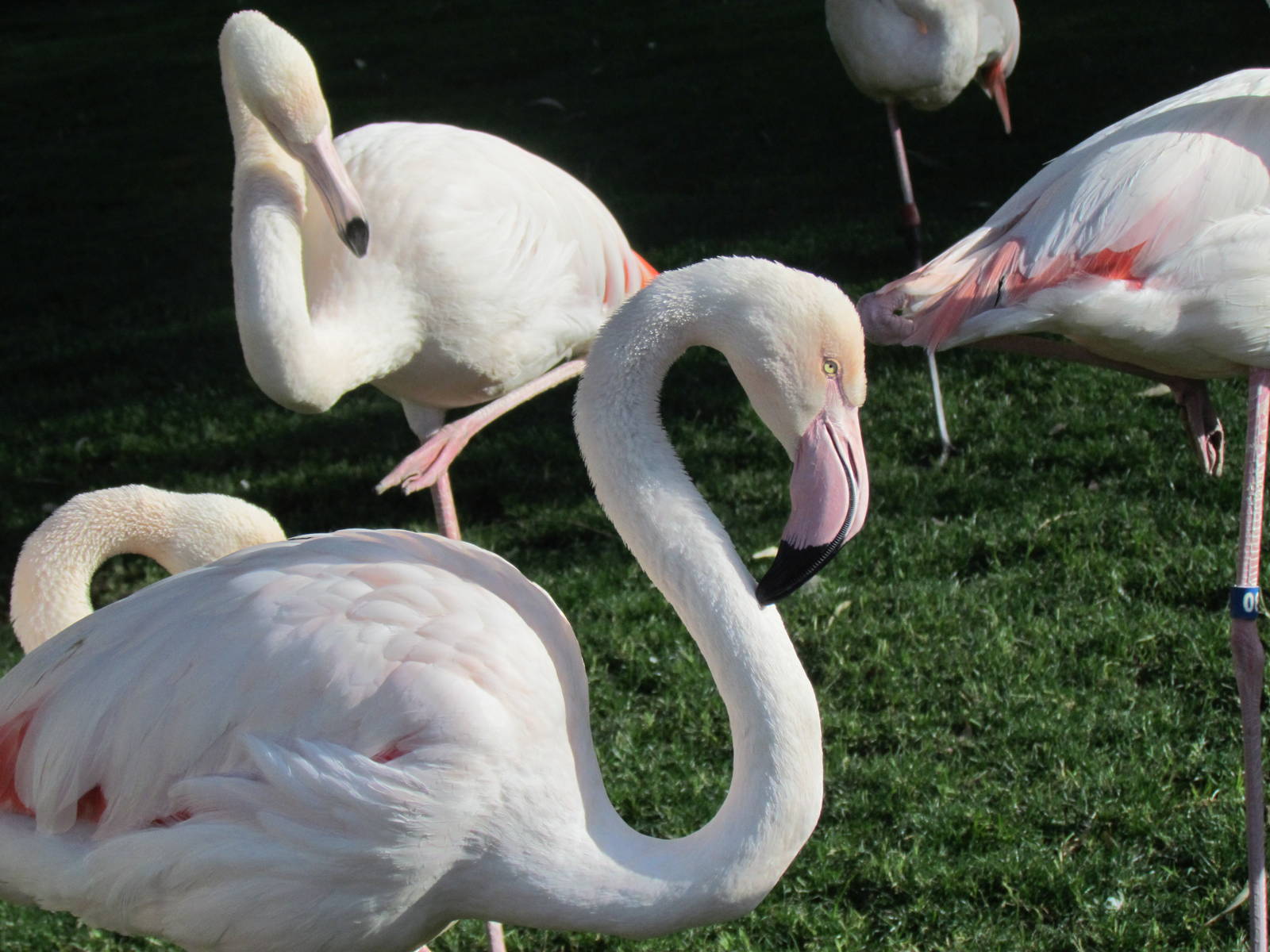 Africa Trail - Greater Flamingo