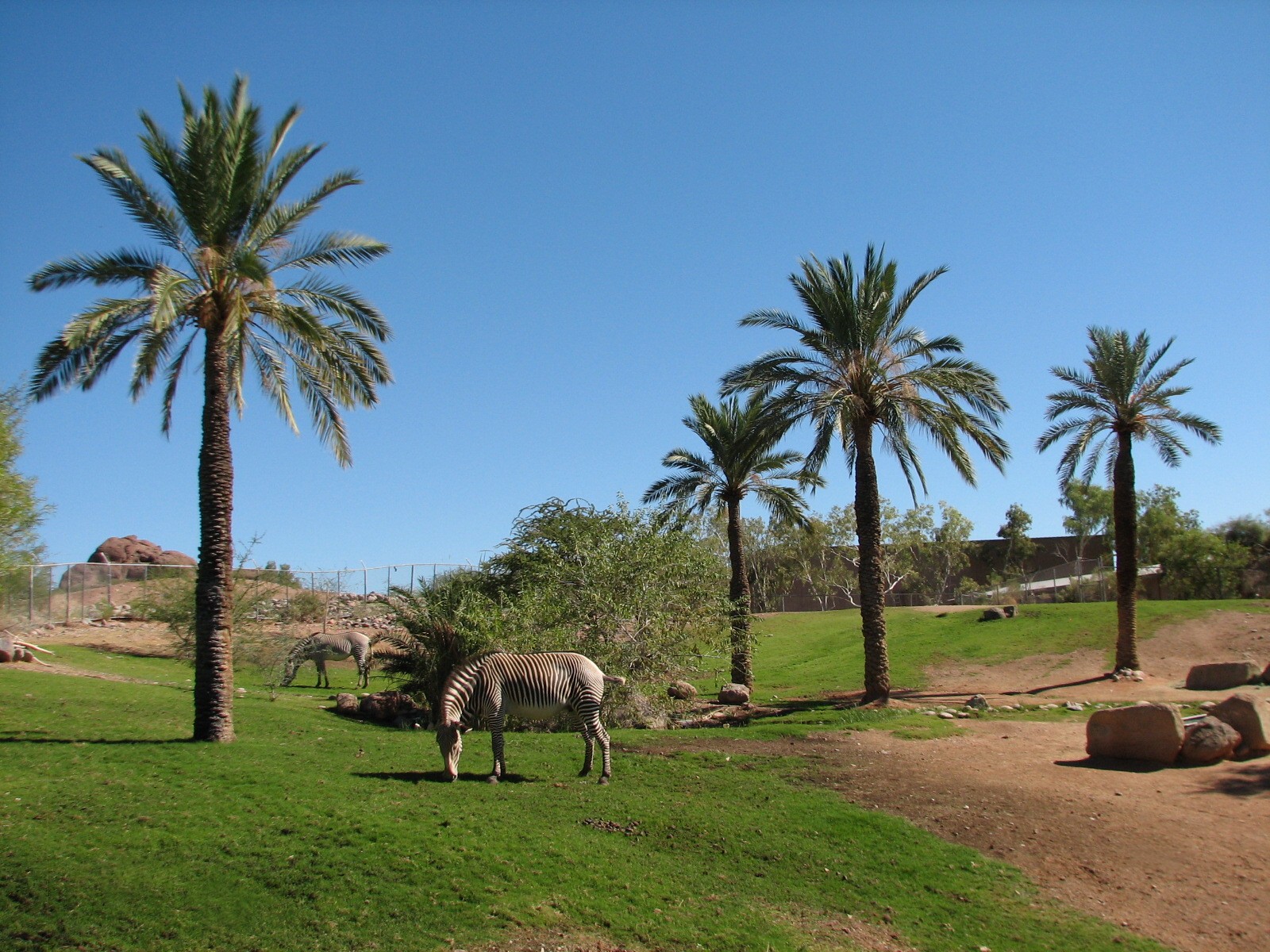 Africa Trail - Grevys Zebra and Marabou Stork Exhibit