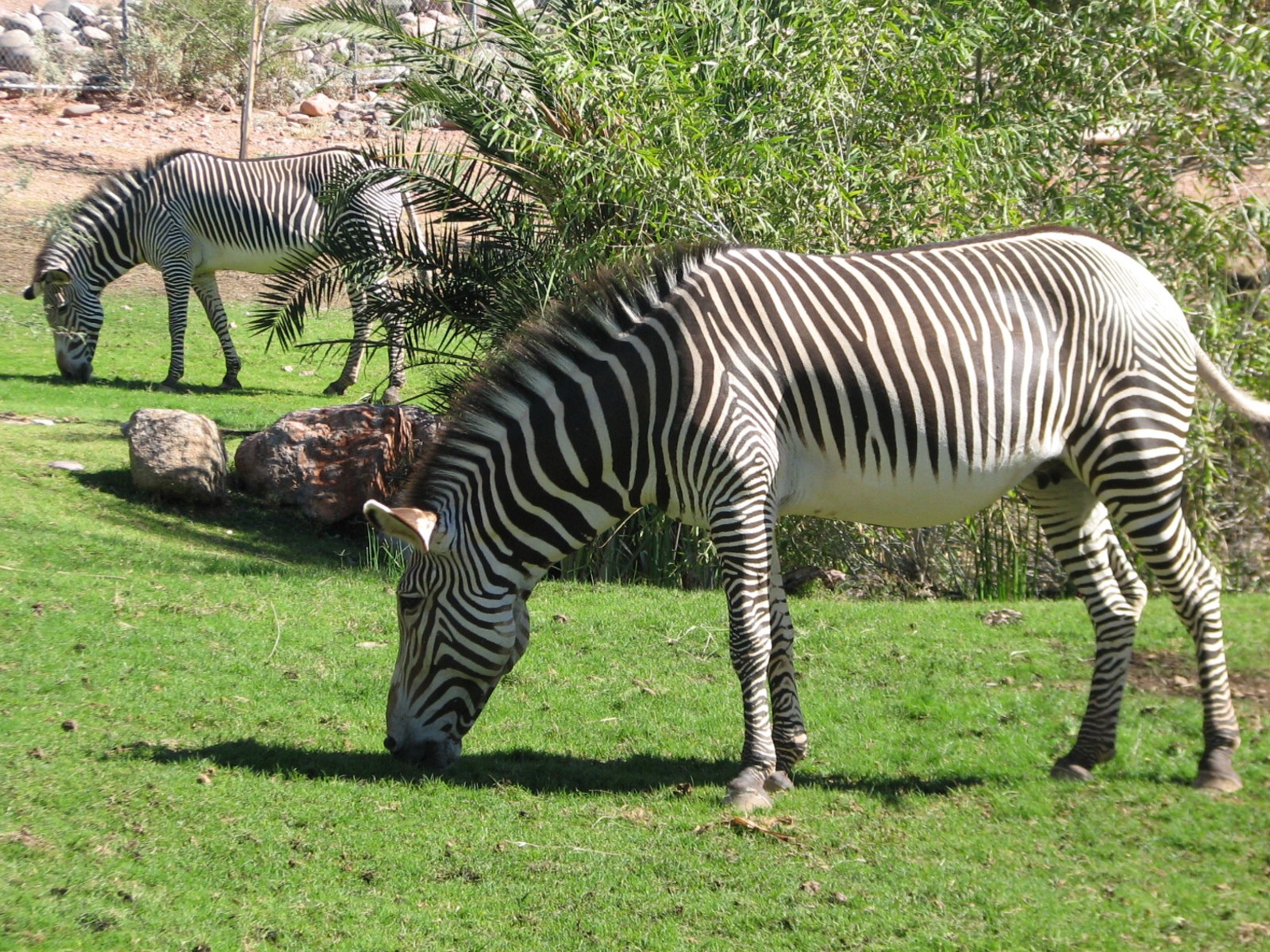 Africa Trail - Grevys Zebra