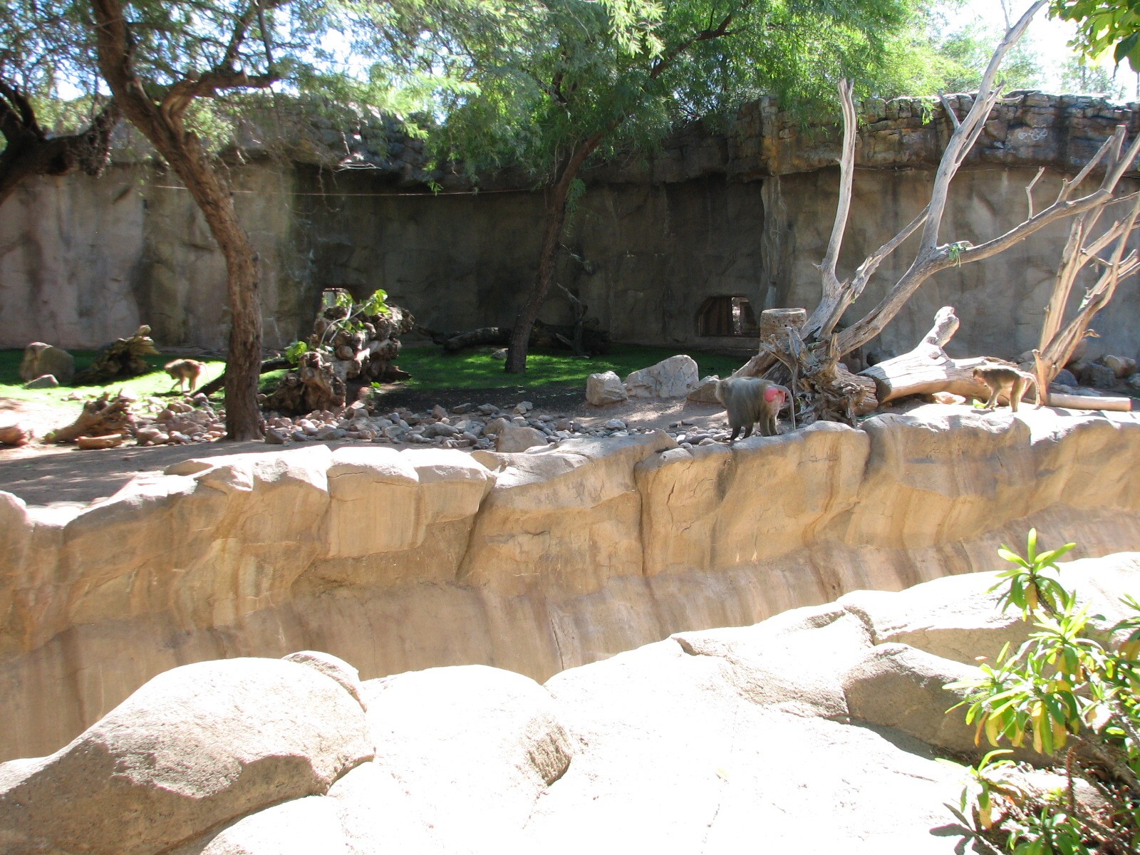 Africa Trail - Hamadryas Baboon Exhibit