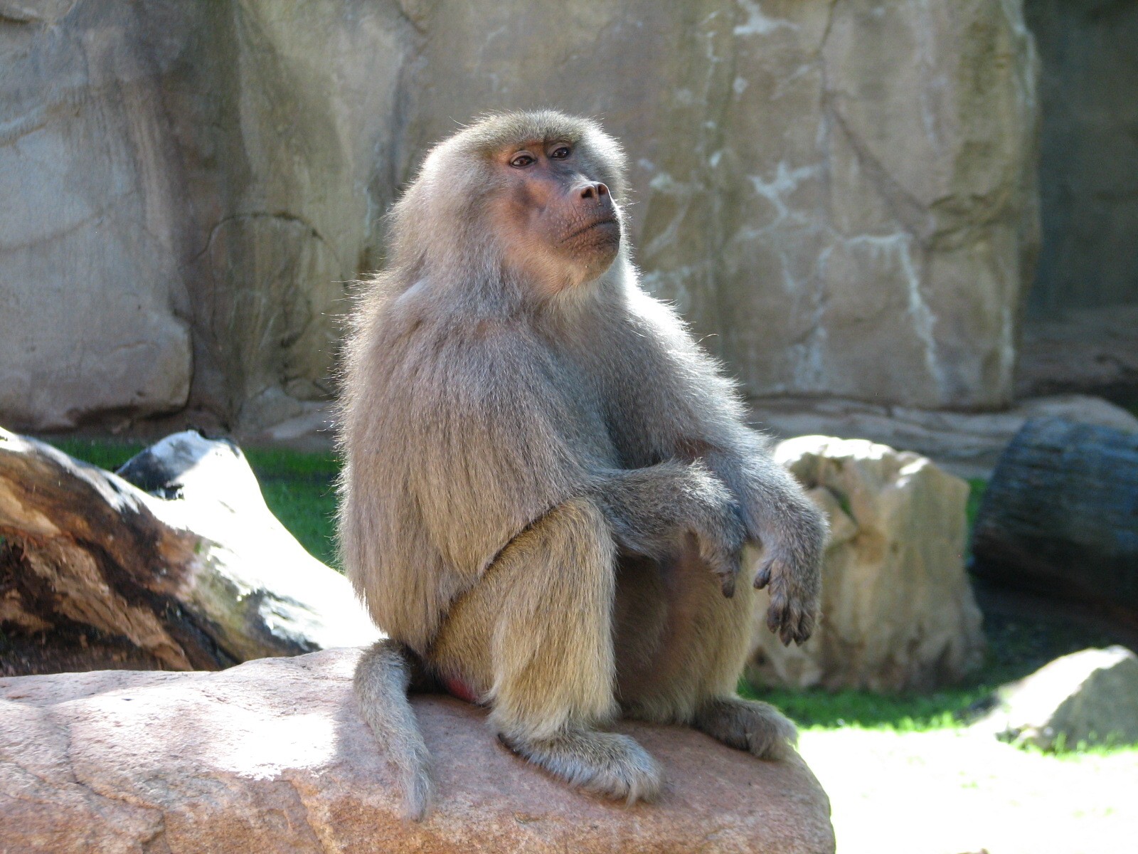Africa Trail - Hamadryas Baboon