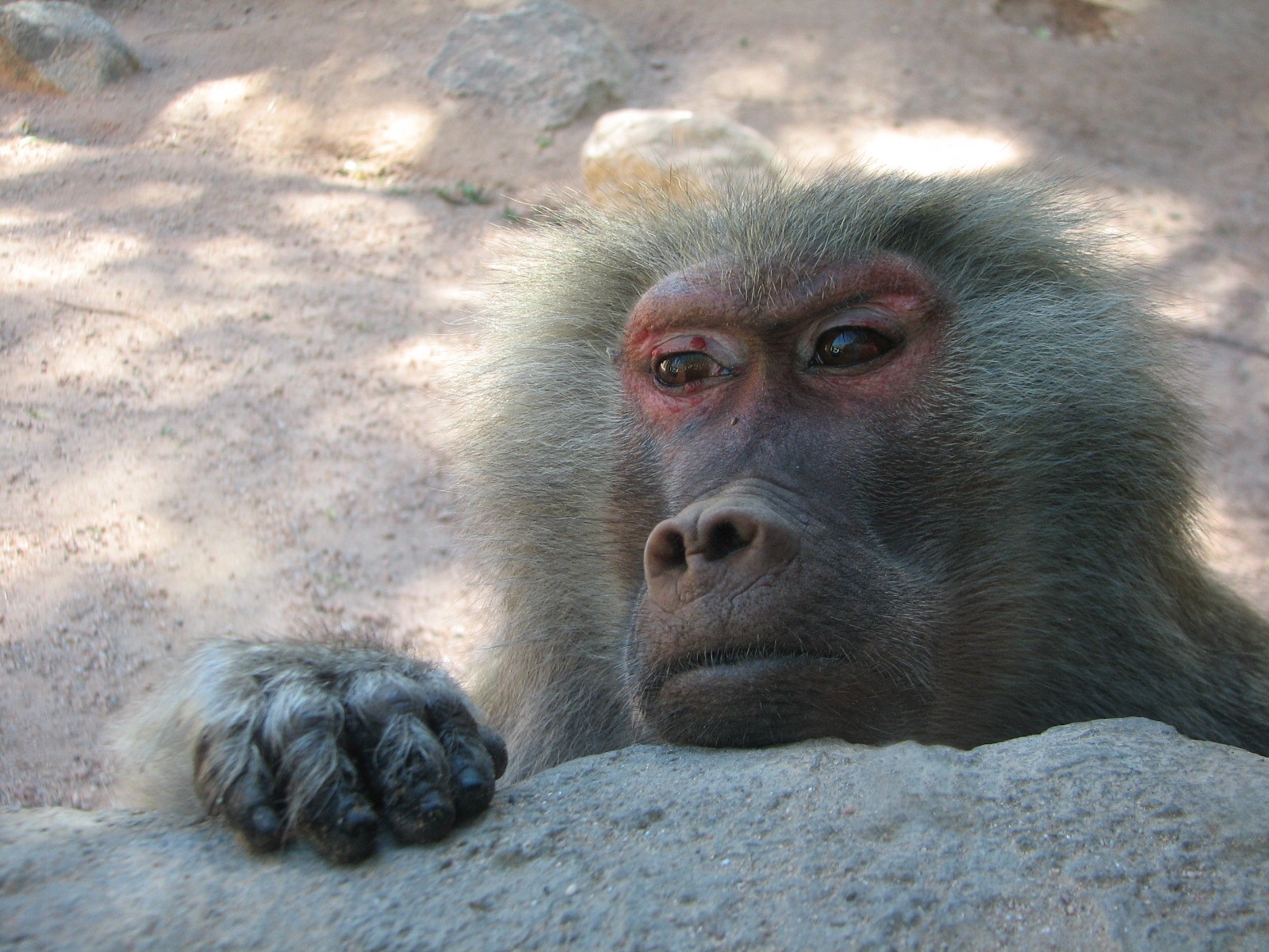 Africa Trail - Hamadryas Baboon