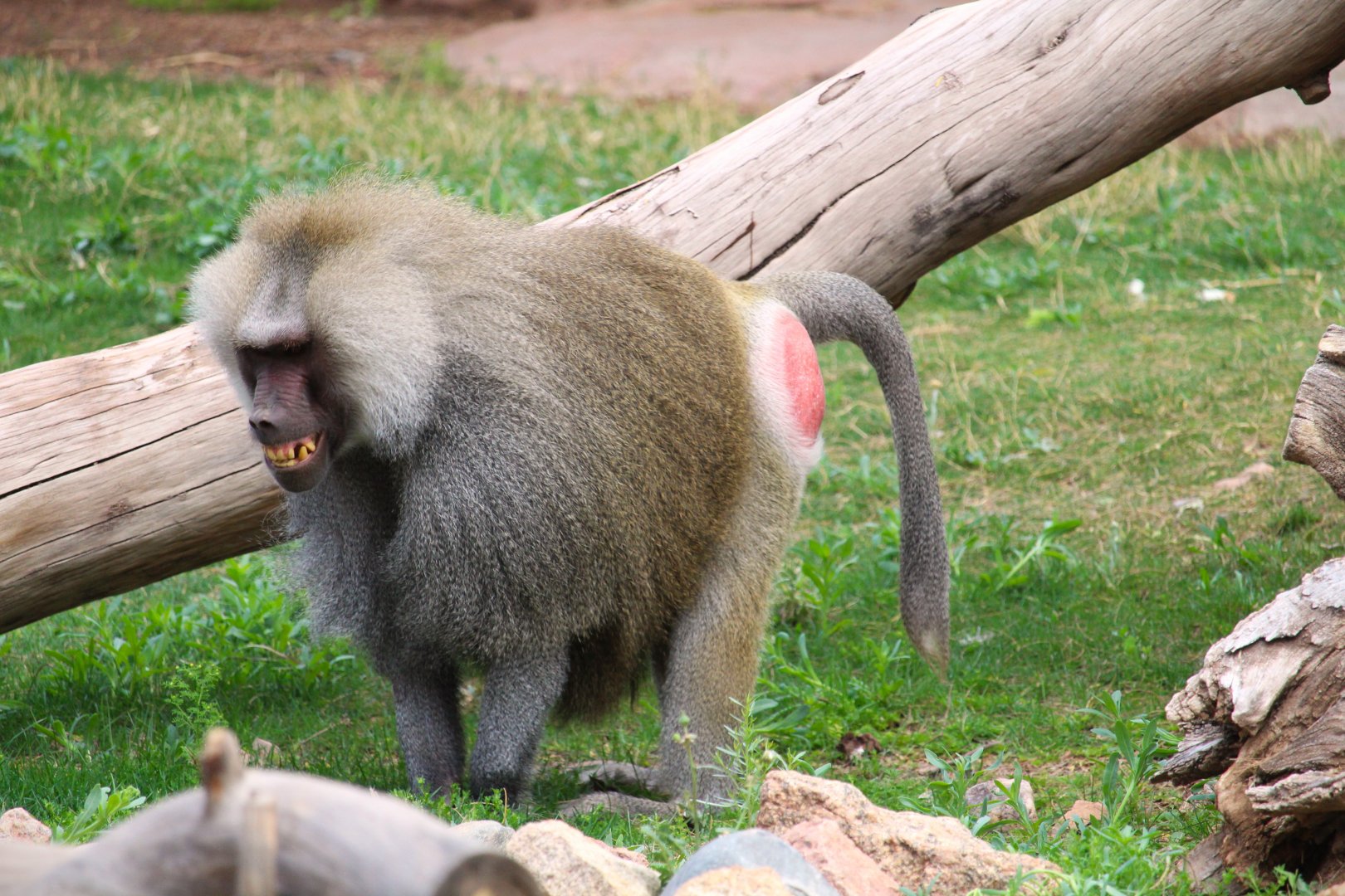 Africa Trail - Hamadryas Baboon