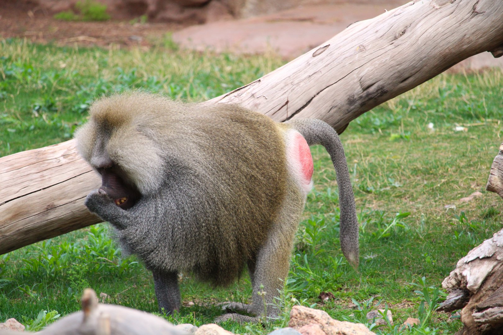 Africa Trail - Hamadryas Baboon