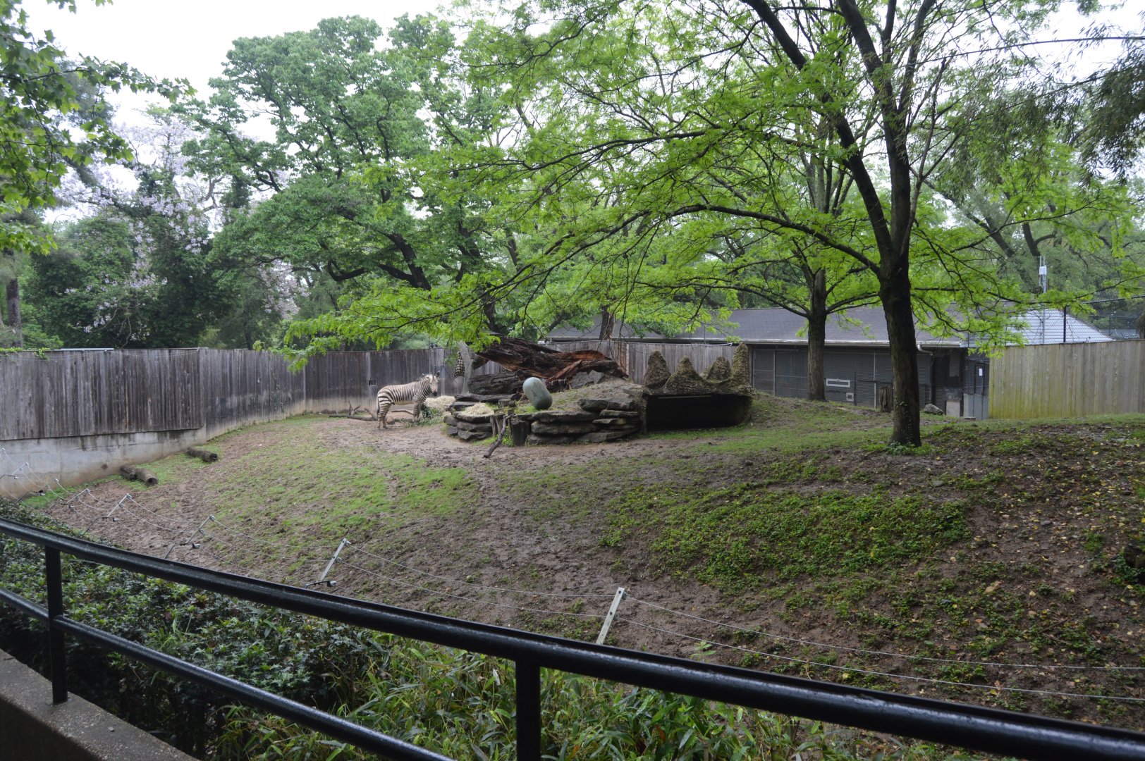 Africa Trail - Hartmann's Mountain Zebra (Equus zebra hartmannae) Exhibit