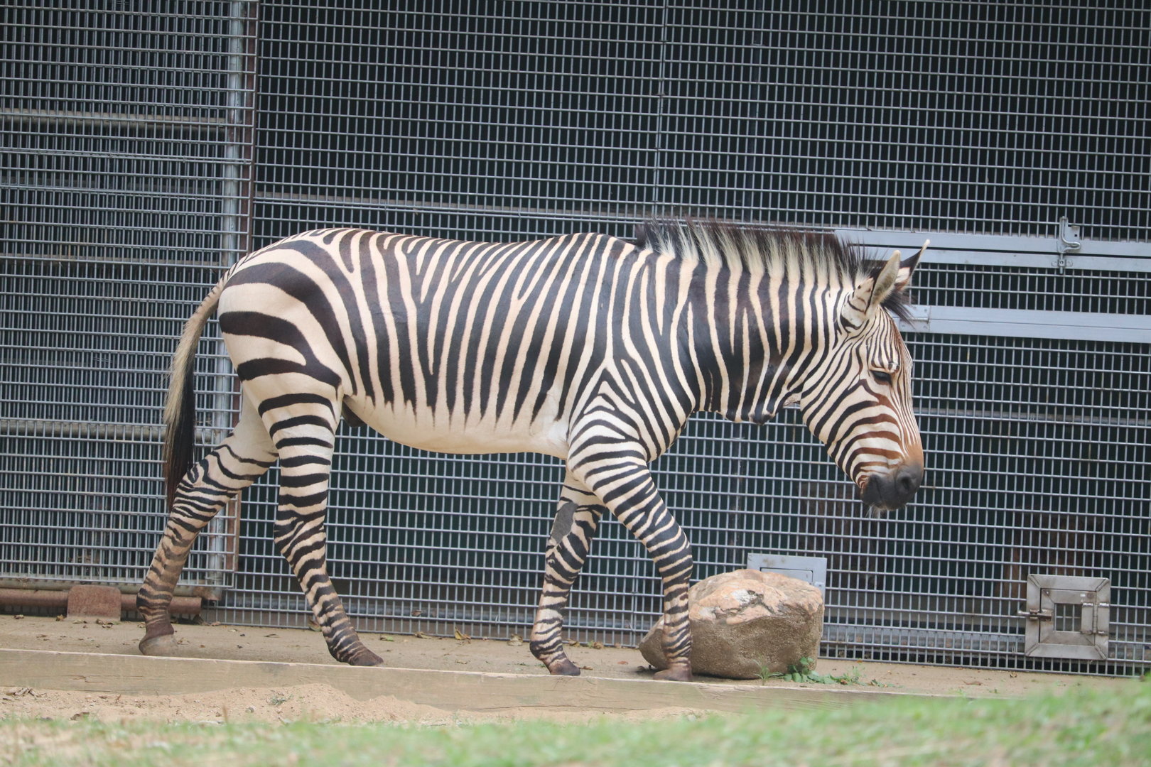 Africa Trail - Hartmann's Mountain Zebra - Yipes