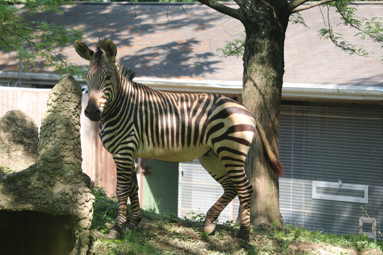 Africa Trail - Hartmann's Mountain Zebra