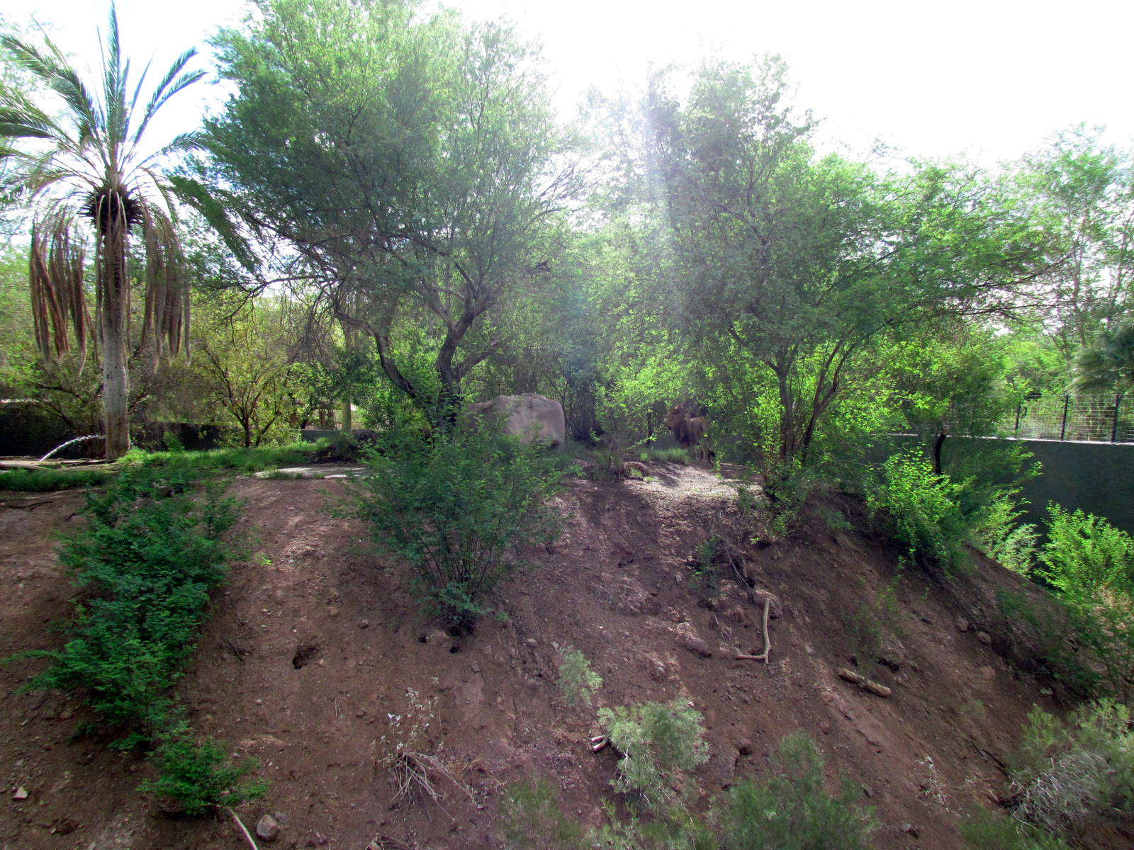 Africa Trail - Lion Exhibit