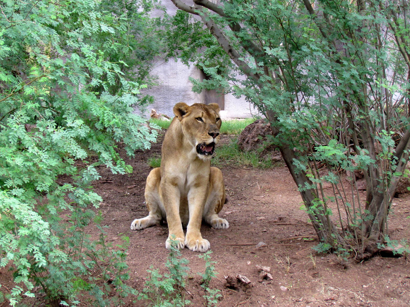 Africa Trail - Lion Exhibit