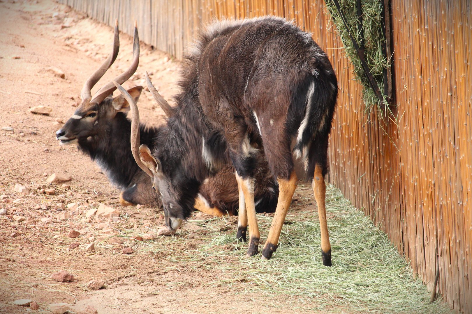 Africa Trail - Lowland Nyalas