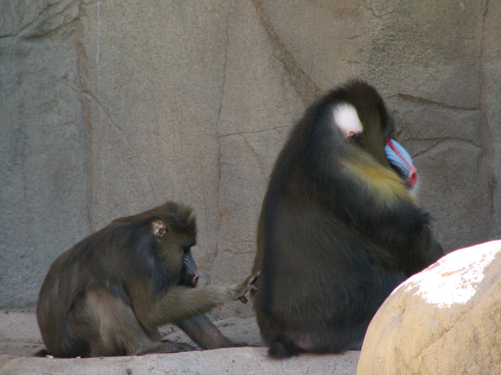 Africa Trail - Mandrill
