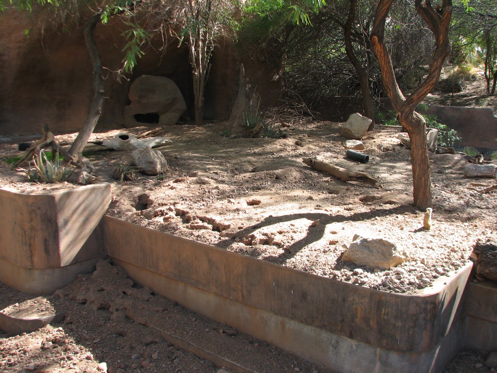 Africa Trail - Meerkat Exhibit