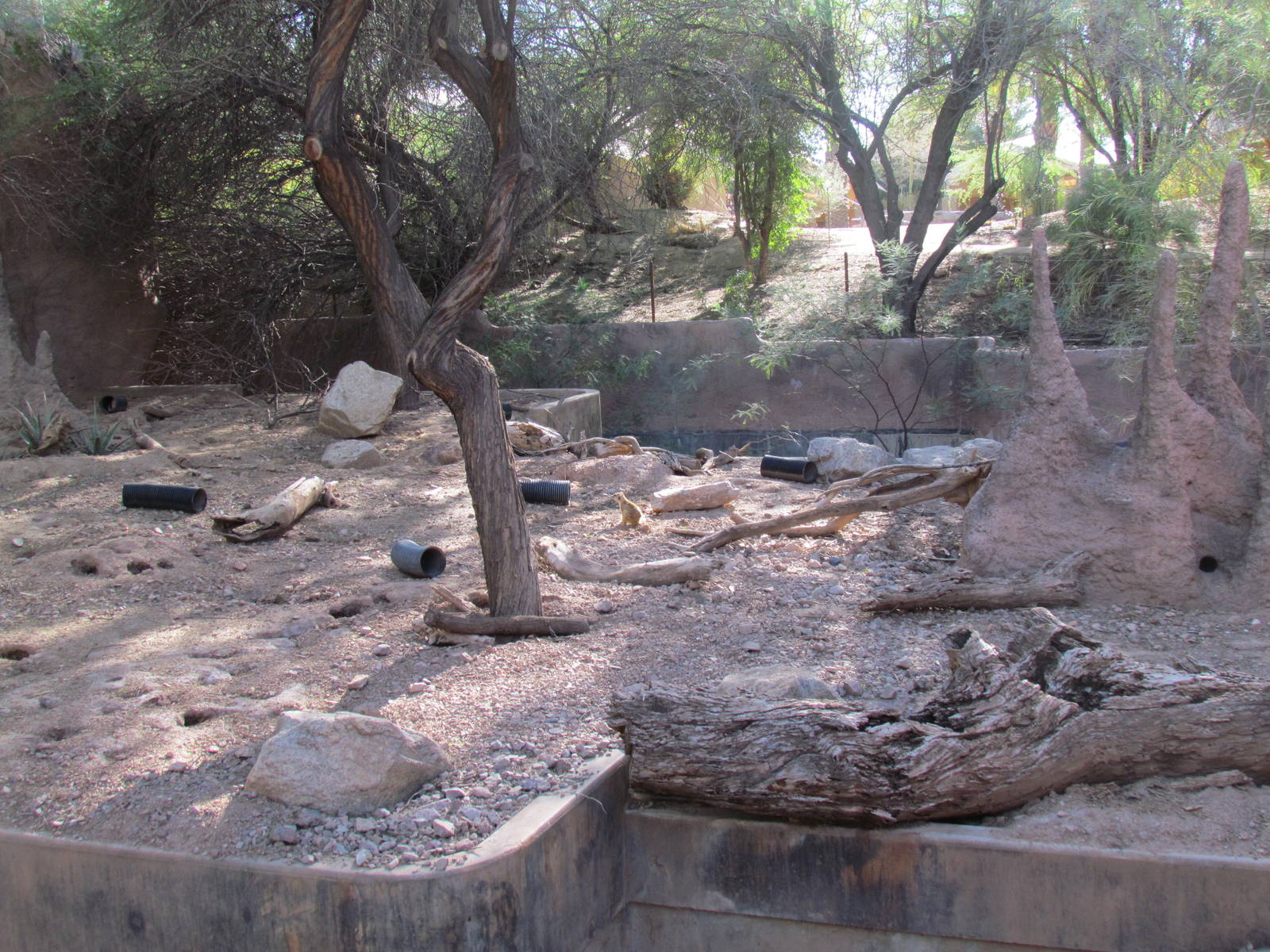 Africa Trail - Meerkat Exhibit