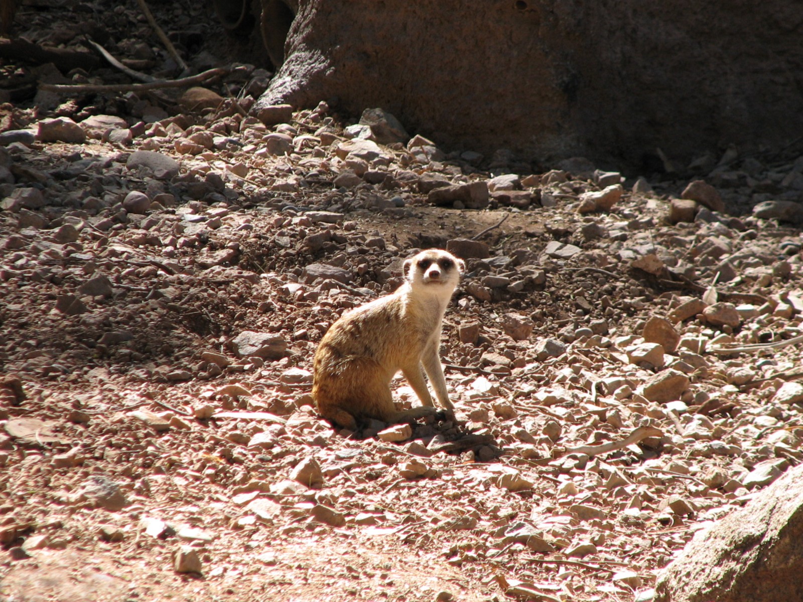 Africa Trail - Meerkat