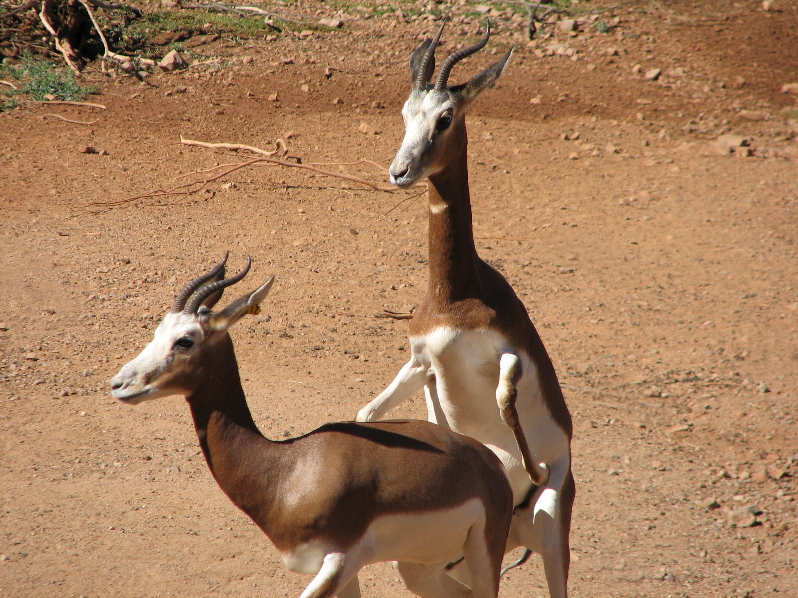 Africa Trail - Mhorr Gazelle