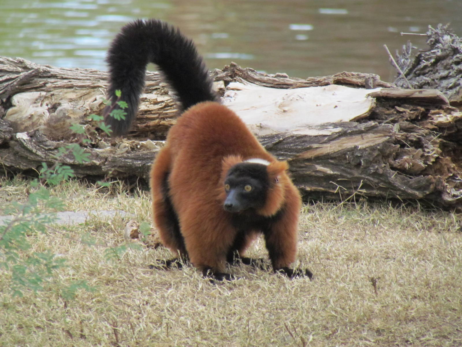 Africa Trail - Red Ruffed Lemur