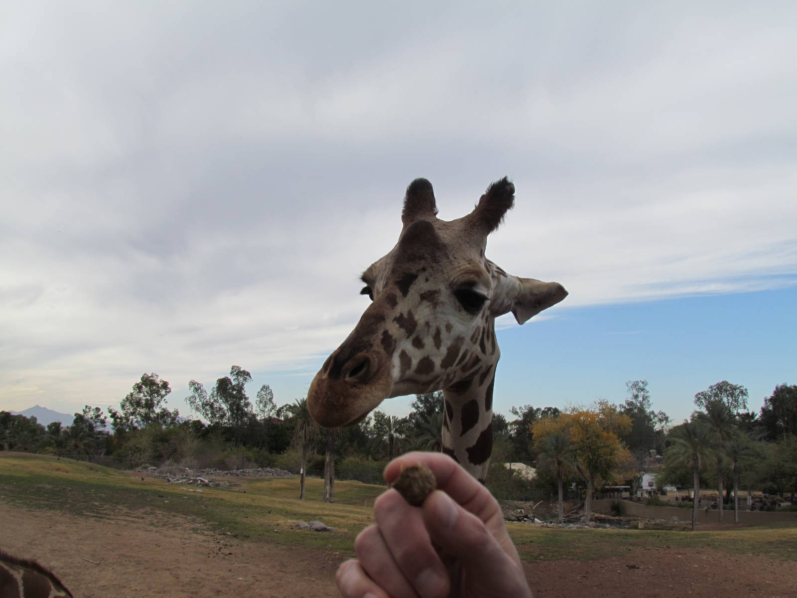 Africa Trail - Reticulated Giraffe feeding