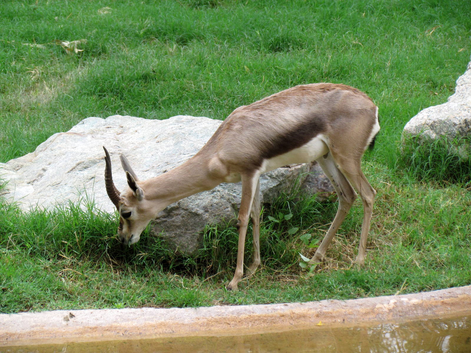 Africa Trail - Rhinoceros Exhibit