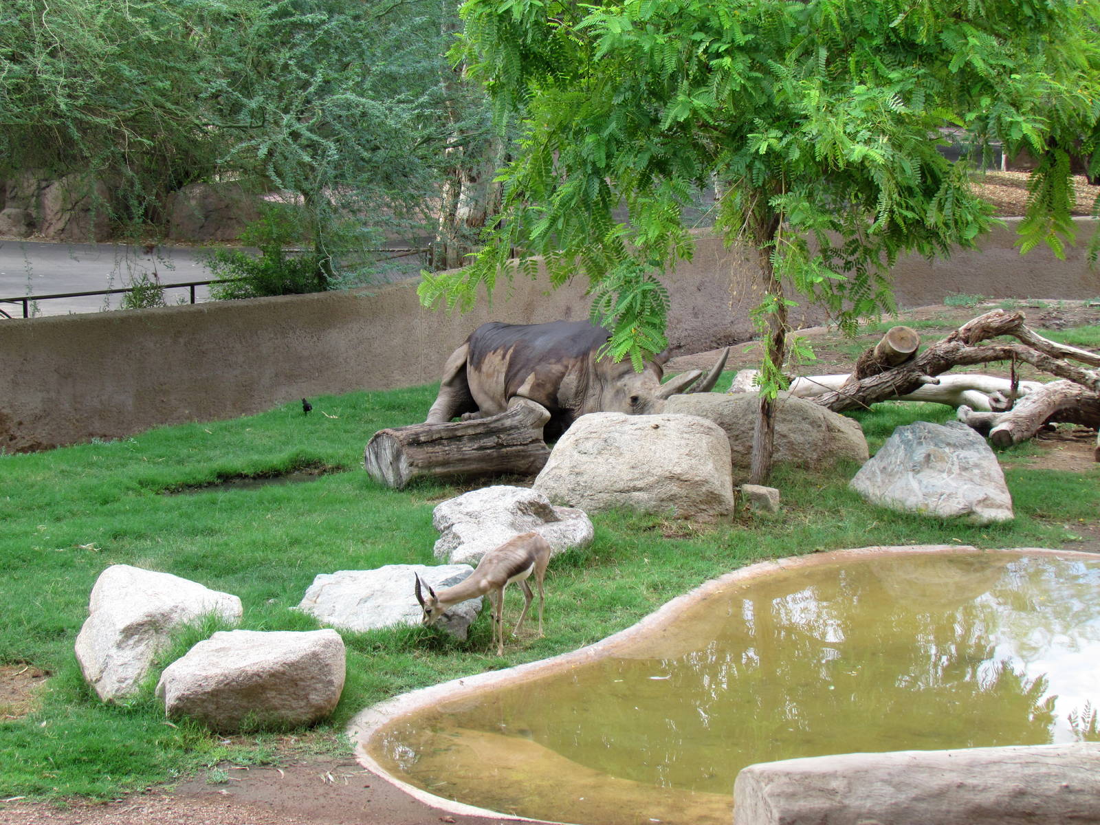 Africa Trail - Rhinoceros Exhibit
