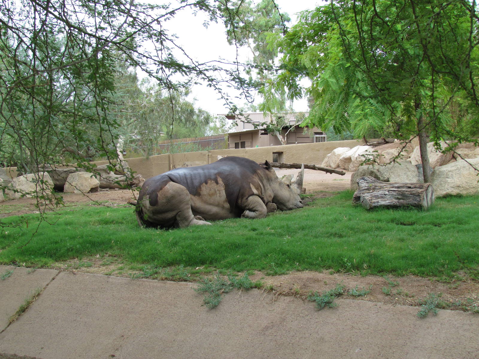 Africa Trail - Rhinoceros Exhibit
