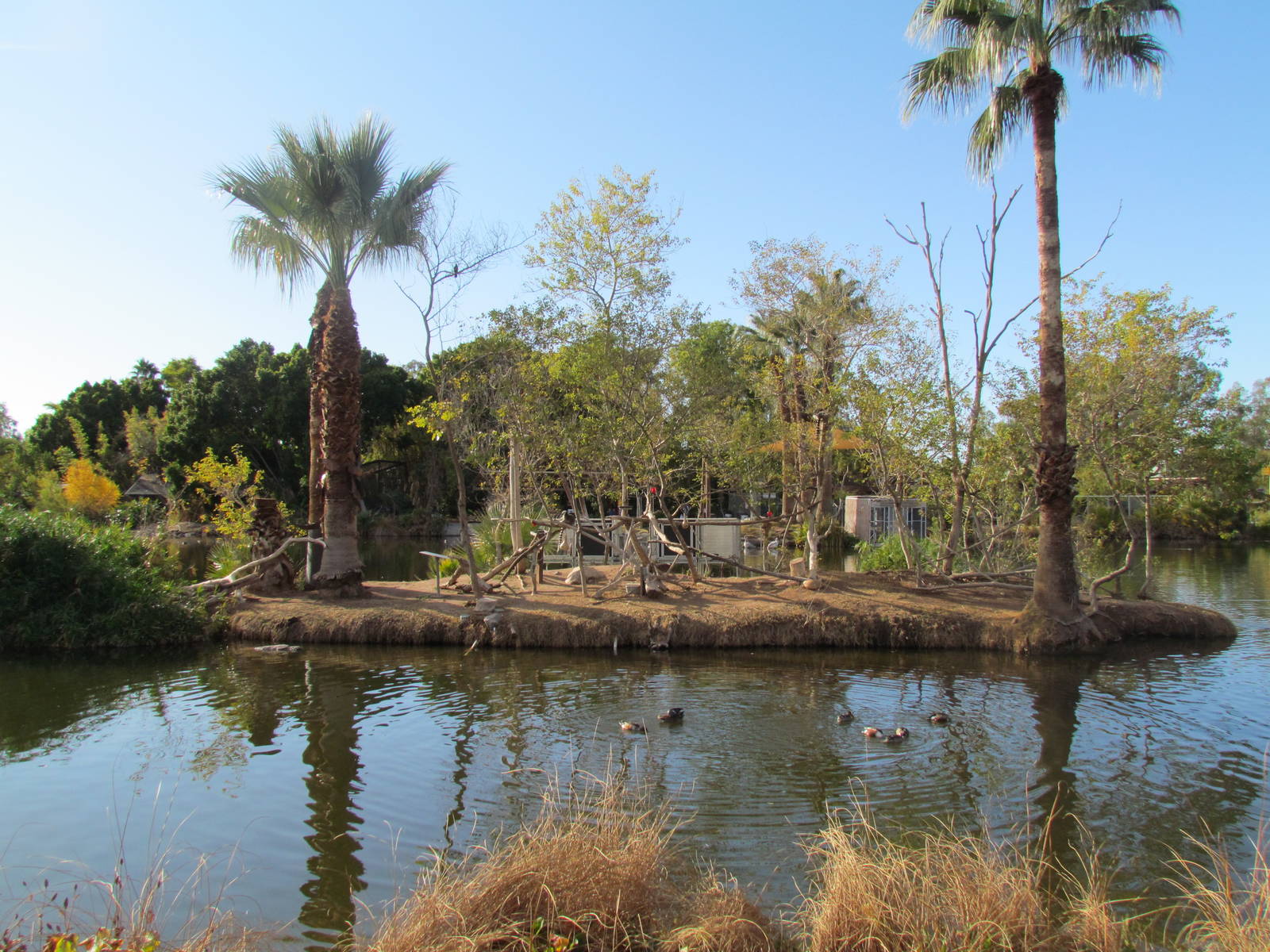 Africa Trail - Ring-tailed Lemur Island