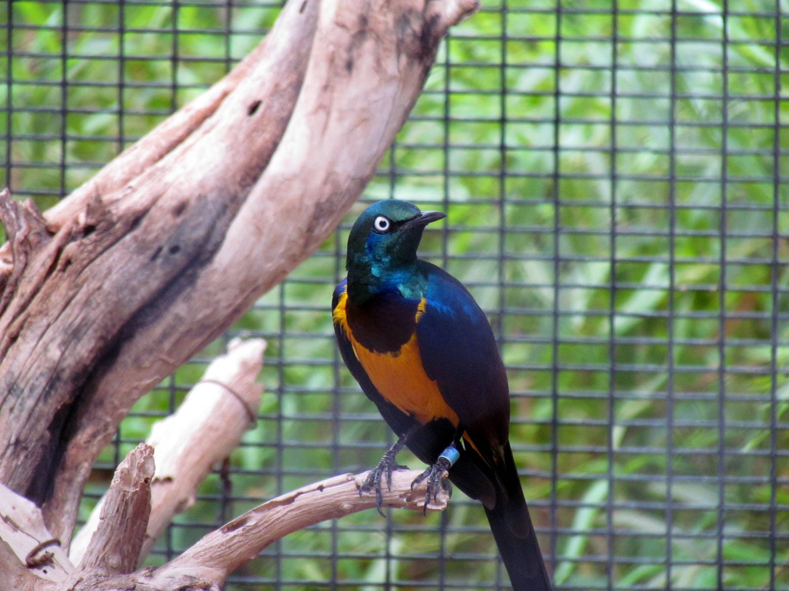 Africa Trail - Savanna Aviaries