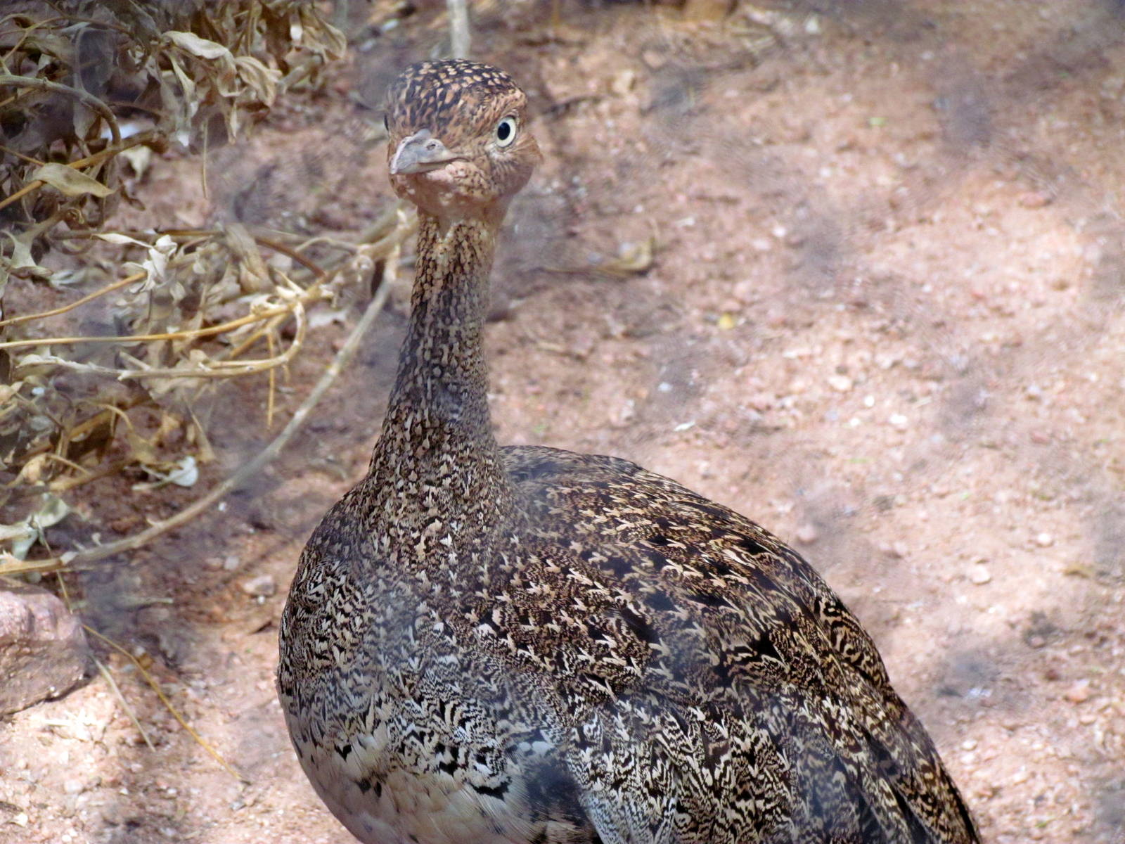 Africa Trail - Savanna Aviaries