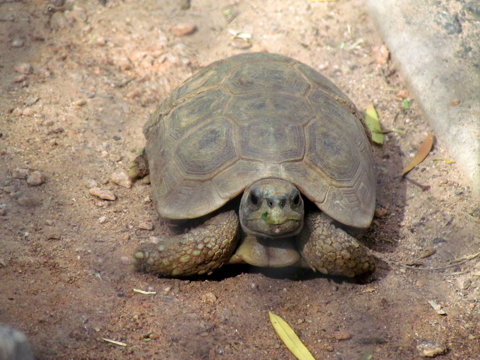 Africa Trail - Savanna Aviaries