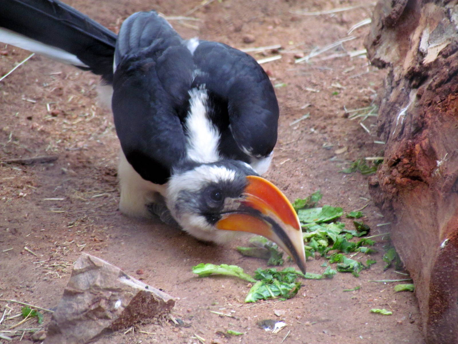 Africa Trail - Savanna Aviaries