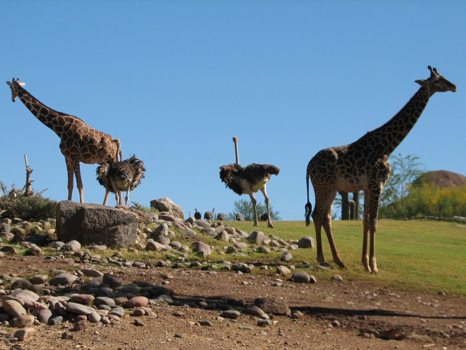 Africa Trail - Savanna Exhibit