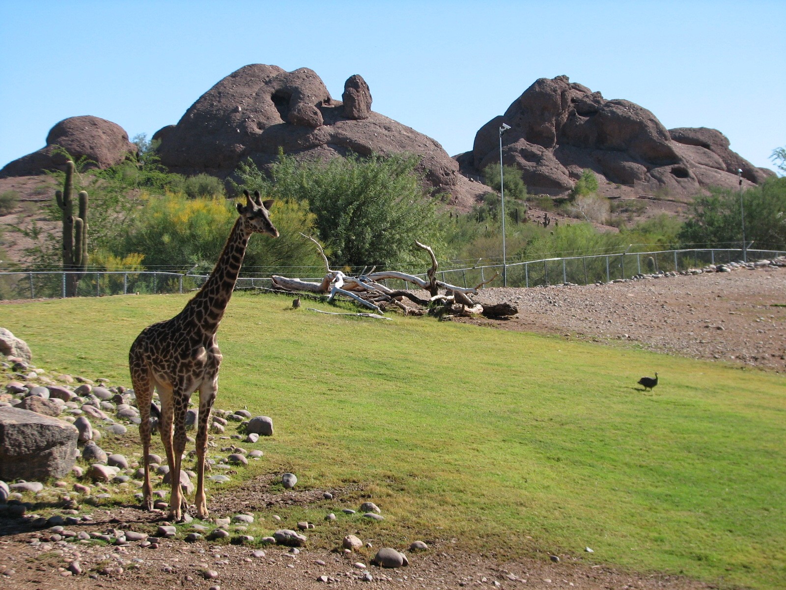 Africa Trail - Savanna Exhibit