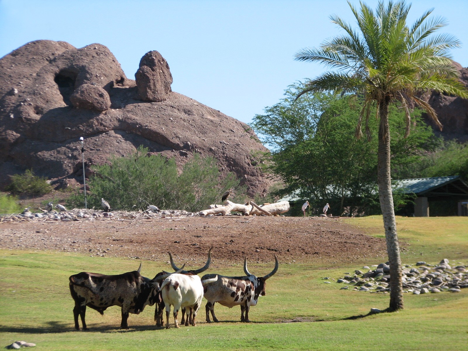 Africa Trail - Savanna Exhibit