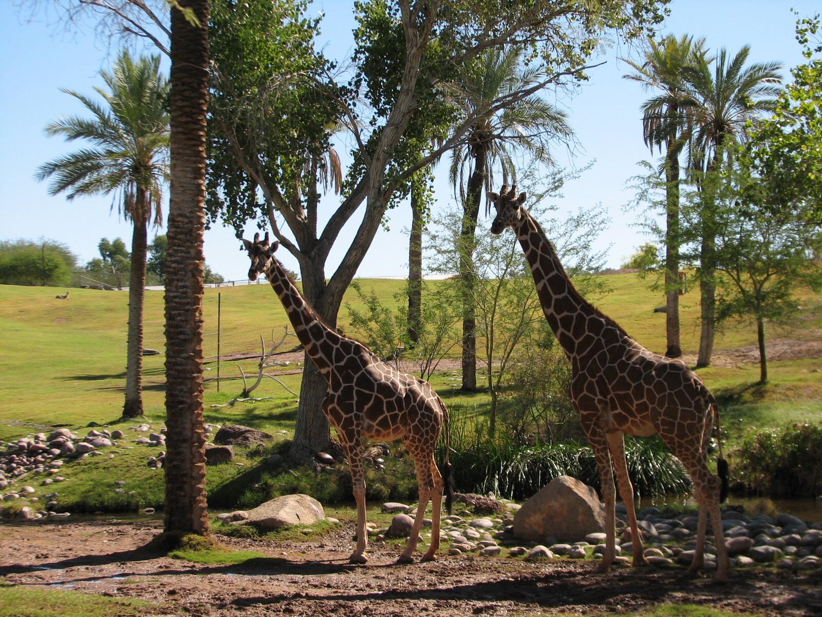 Africa Trail - Savanna Exhibit