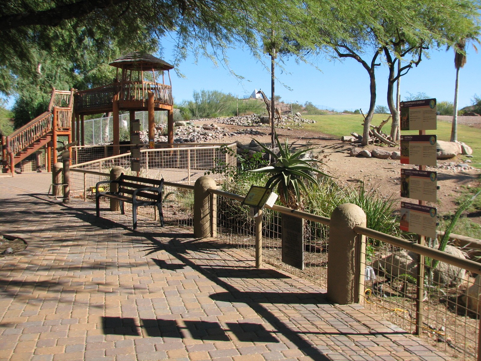 Africa Trail - Savanna