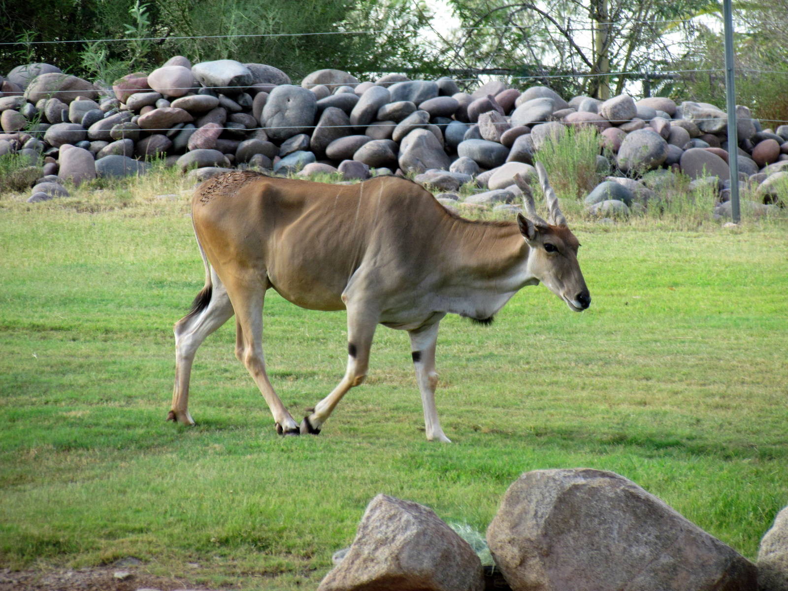 Africa Trail - Savanna