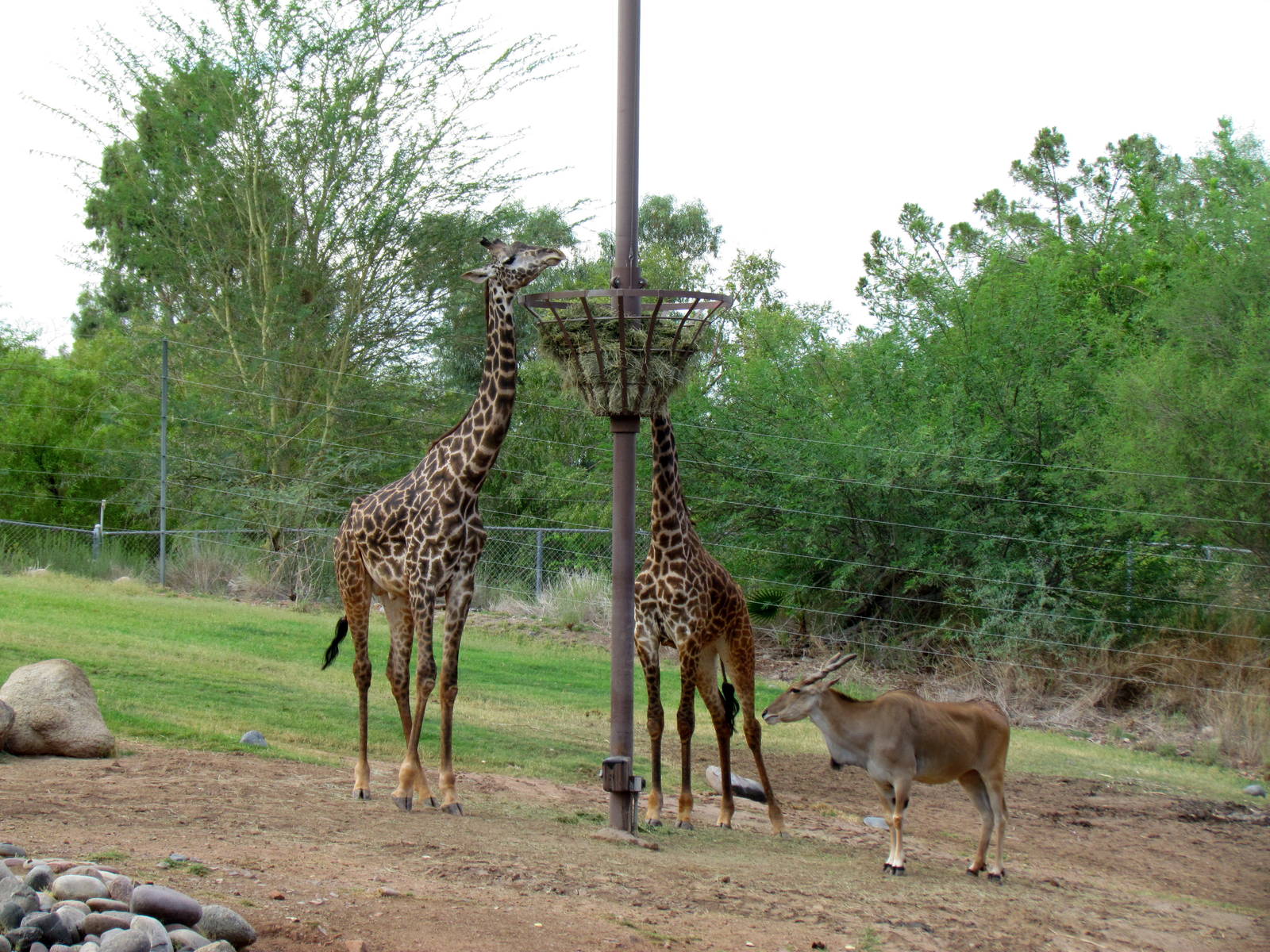 Africa Trail - Savanna
