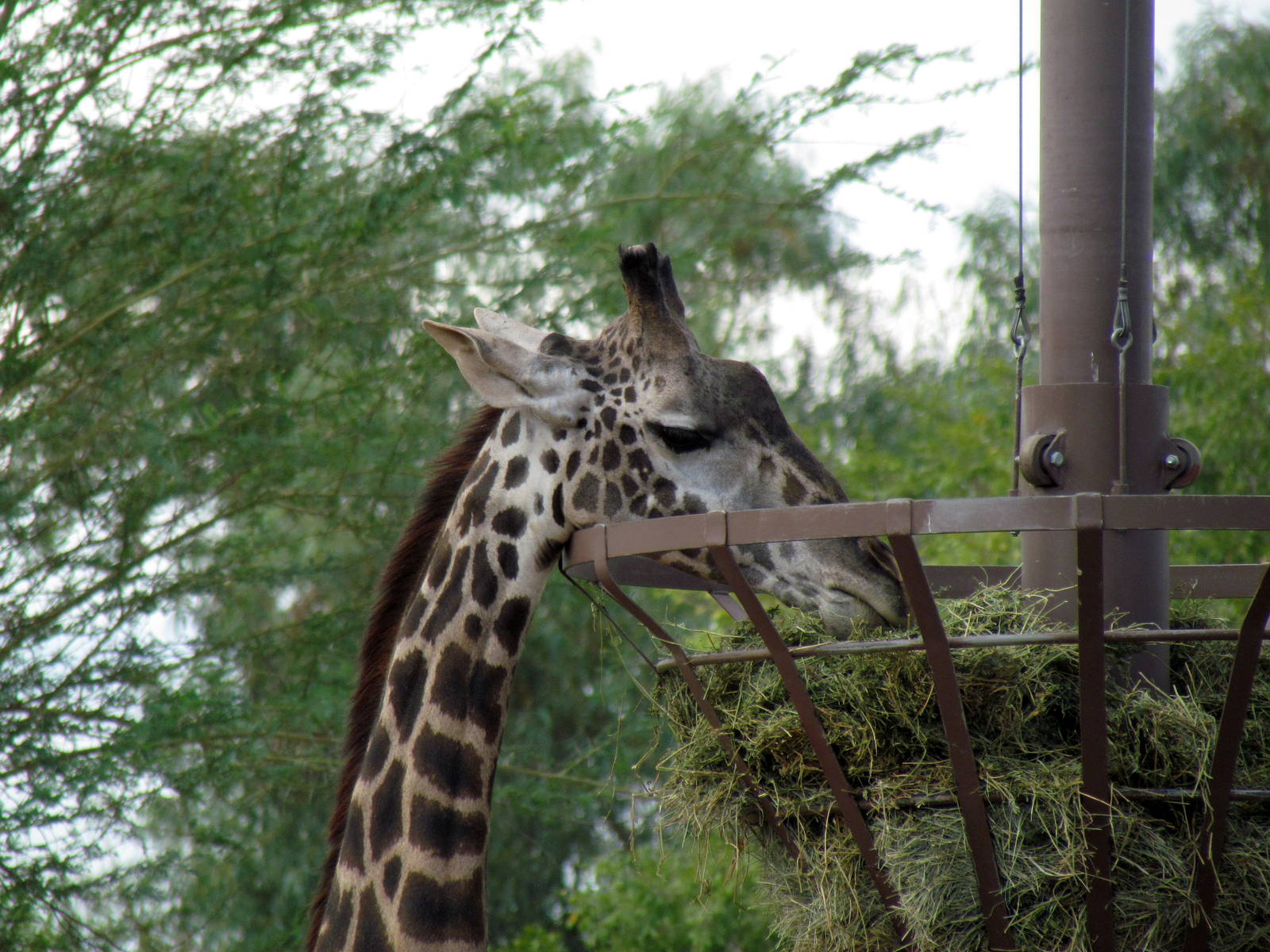 Africa Trail - Savanna