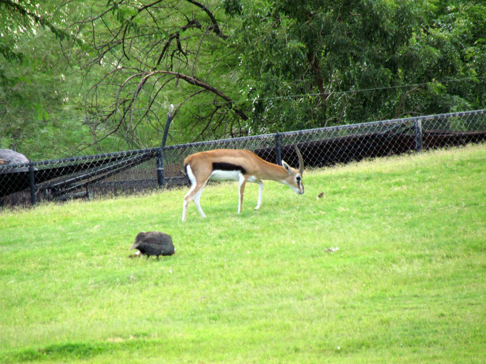 Africa Trail - Savanna