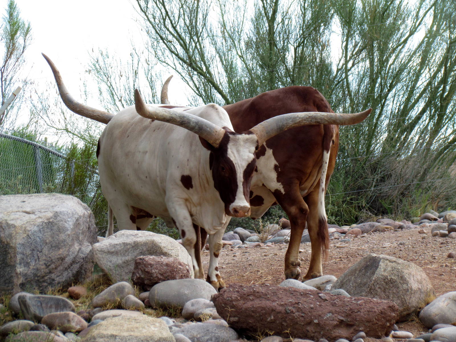 Africa Trail - Savanna