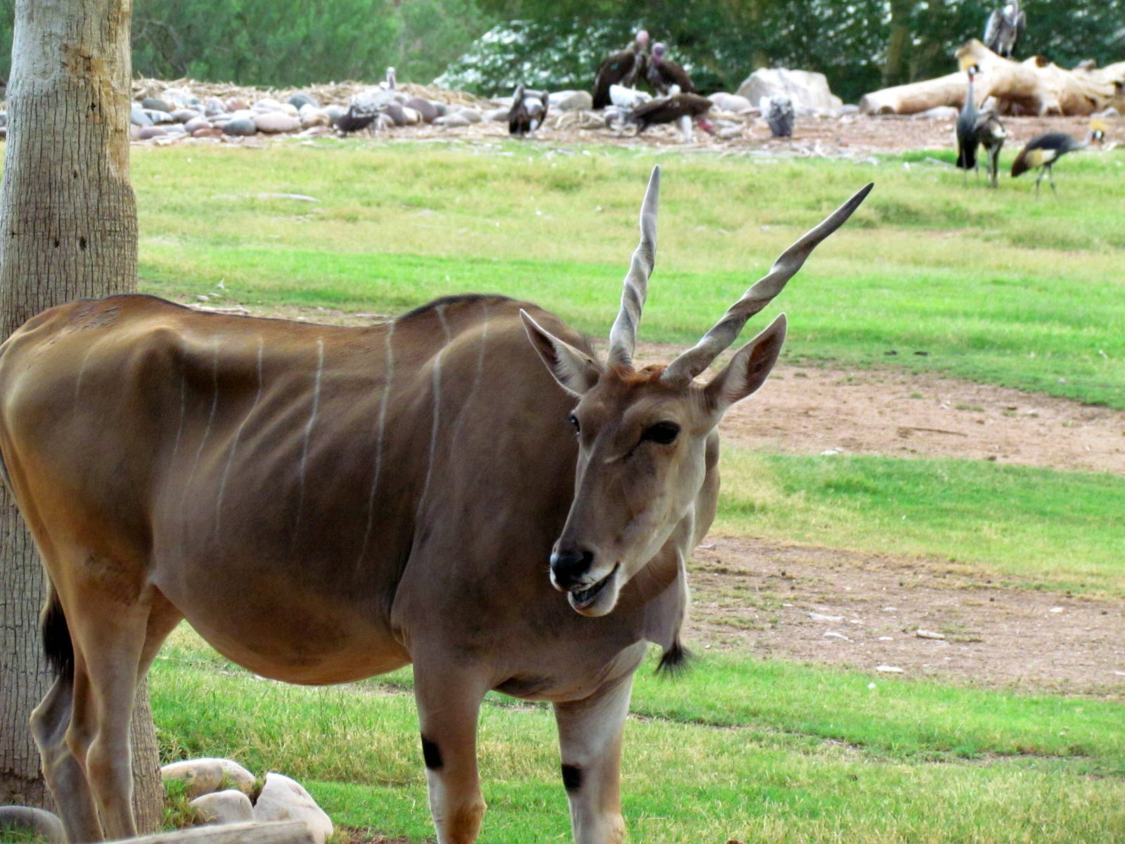 Africa Trail - Savanna
