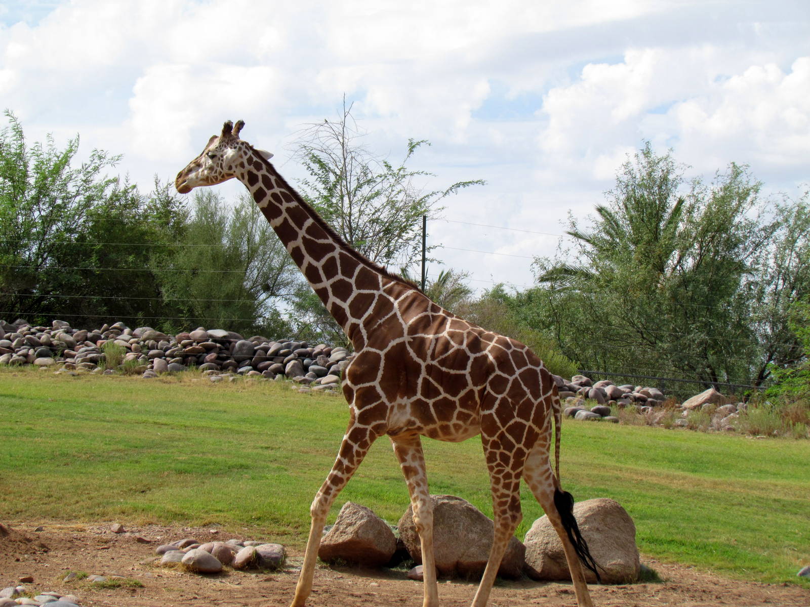 Africa Trail - Savanna
