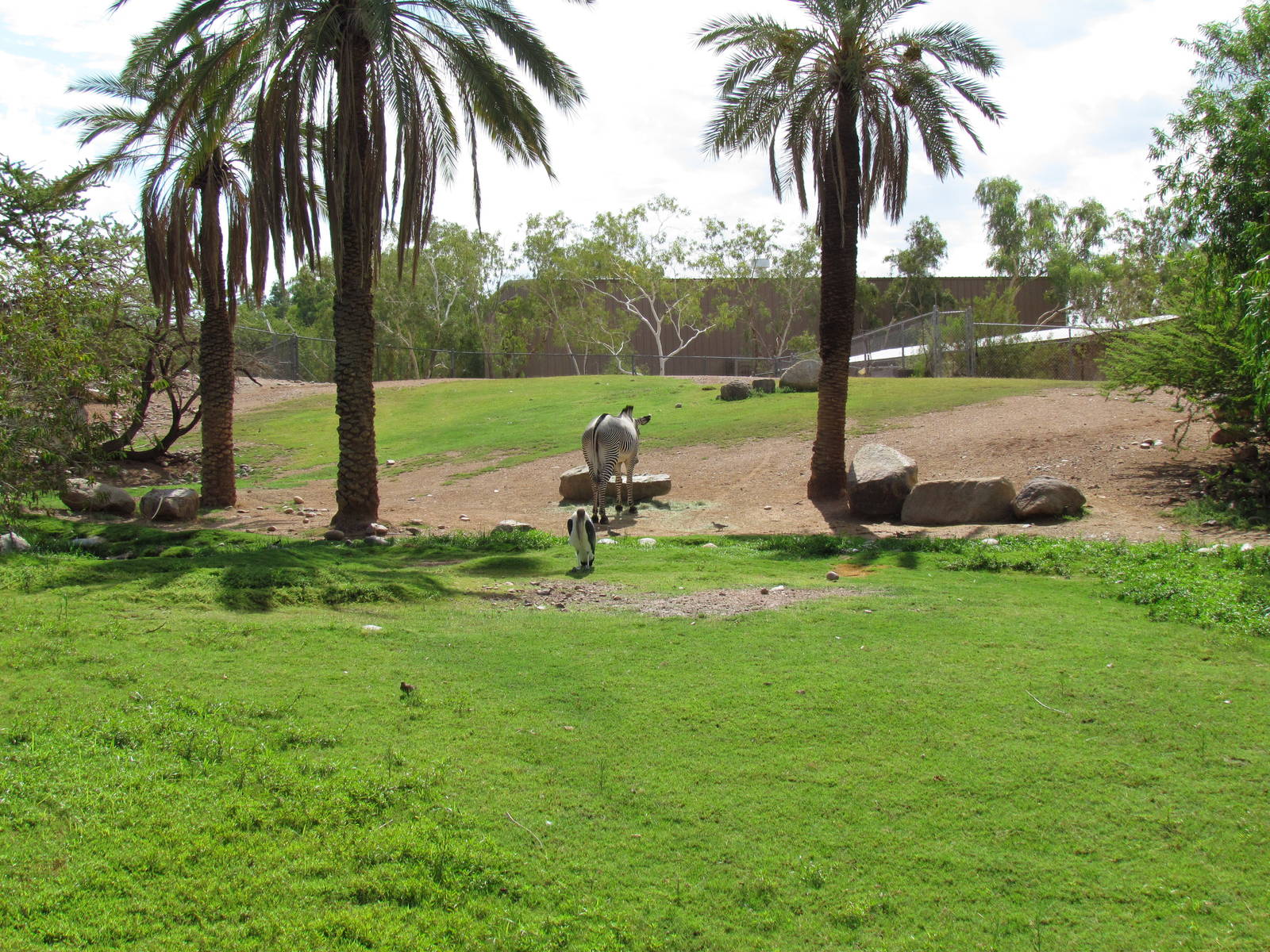 Africa Trail - Savanna