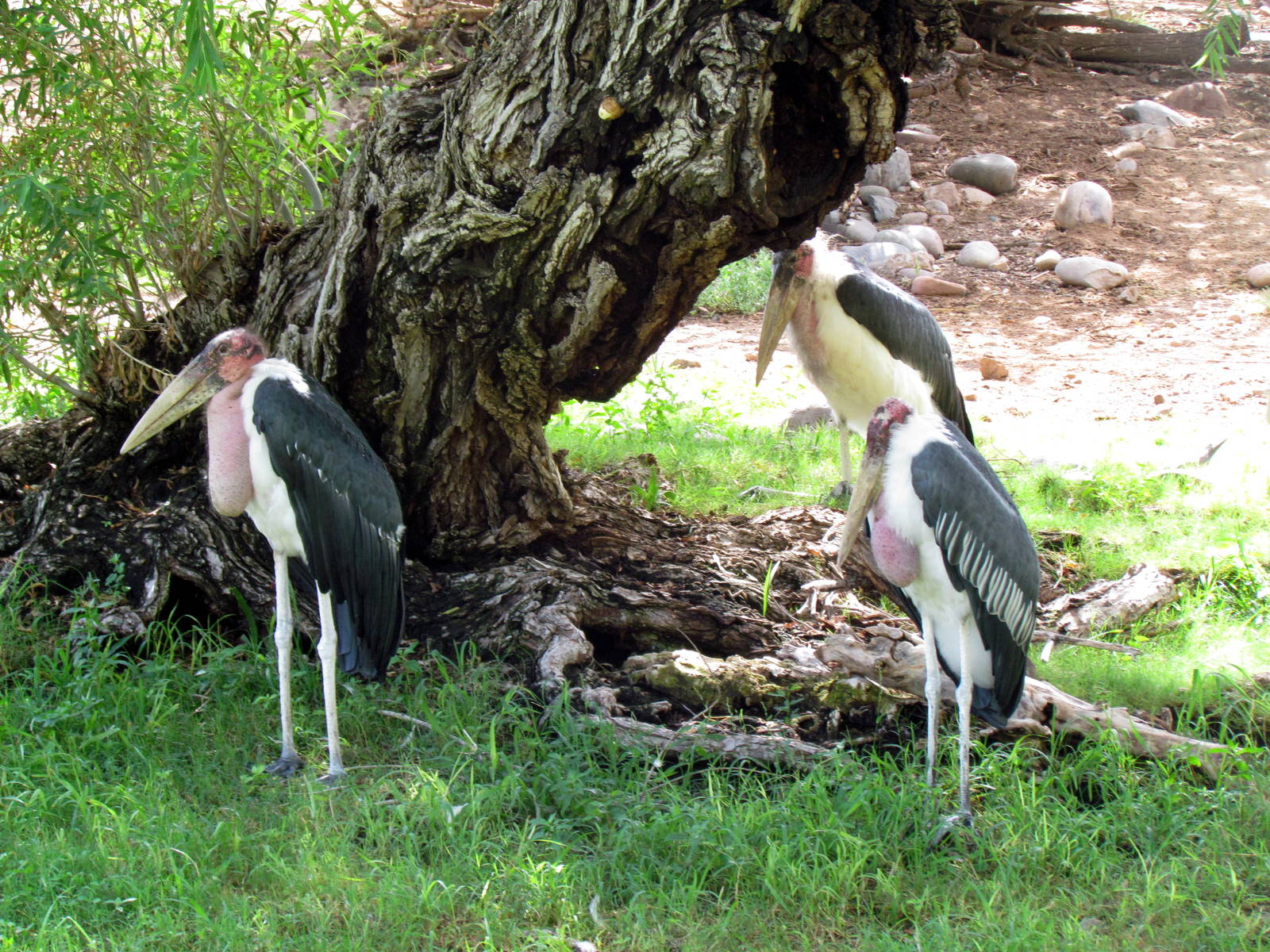 Africa Trail - Savanna
