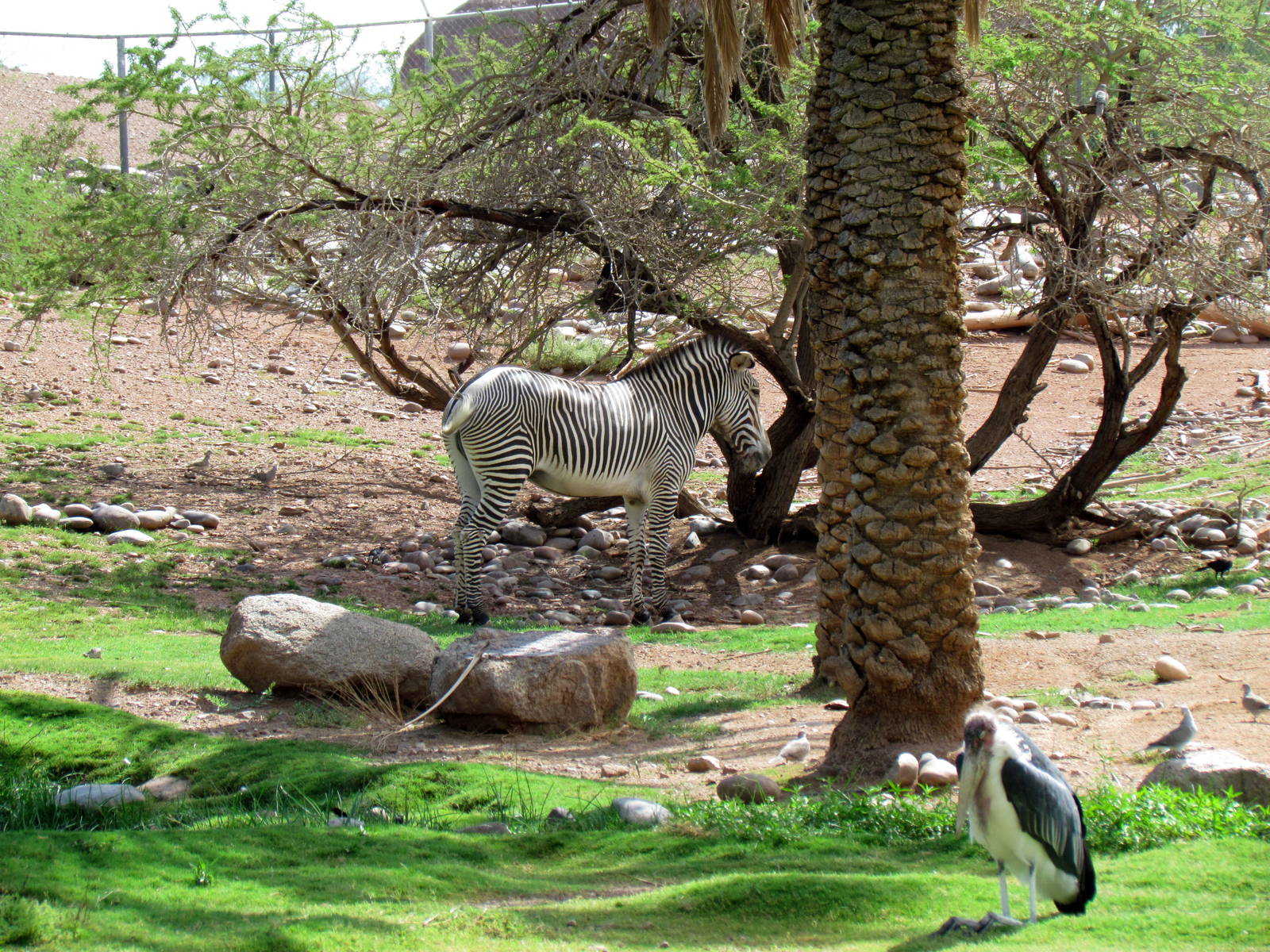 Africa Trail - Savanna