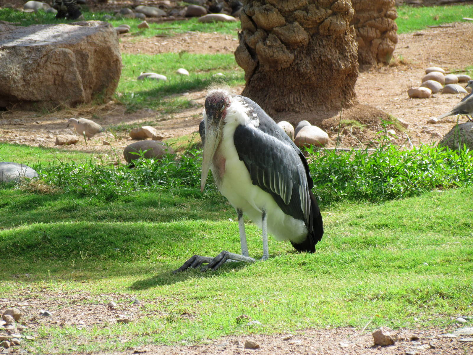 Africa Trail - Savanna