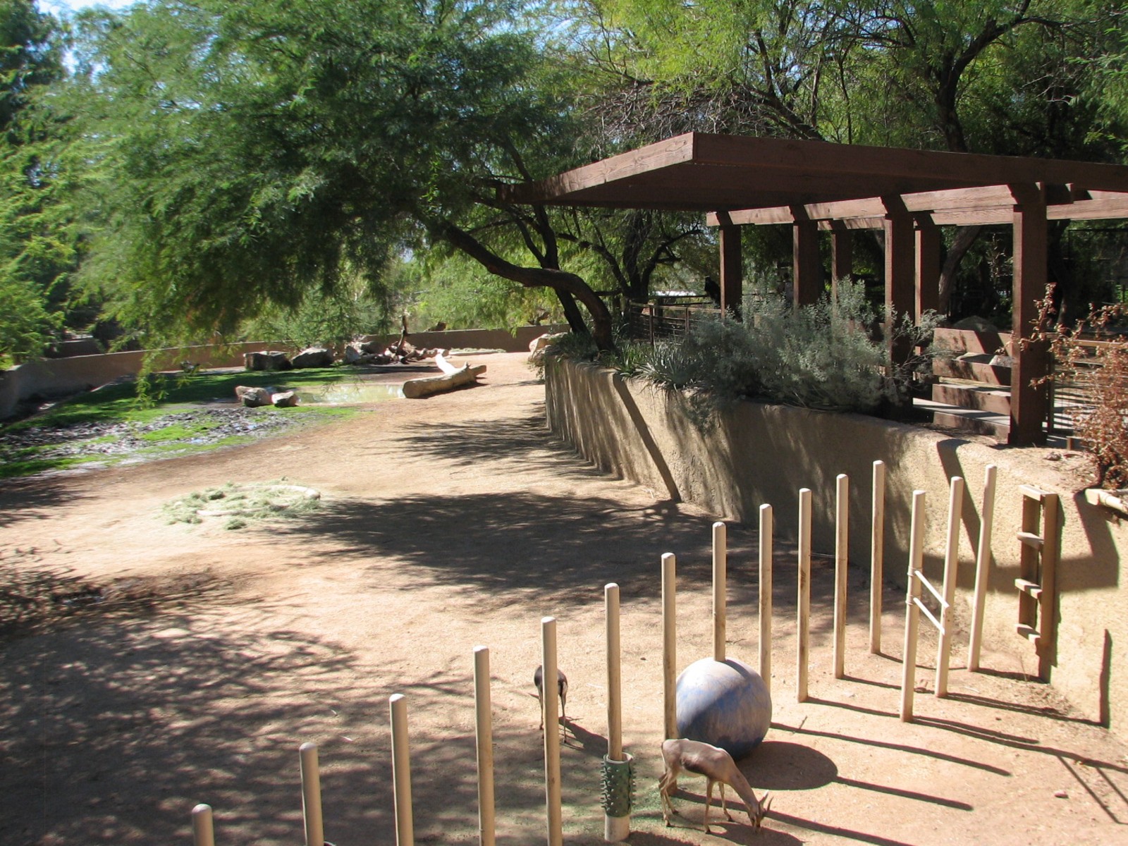 Africa Trail - Southern White Rhinoceros, Spekes Gazelle, and Egyptian Goos