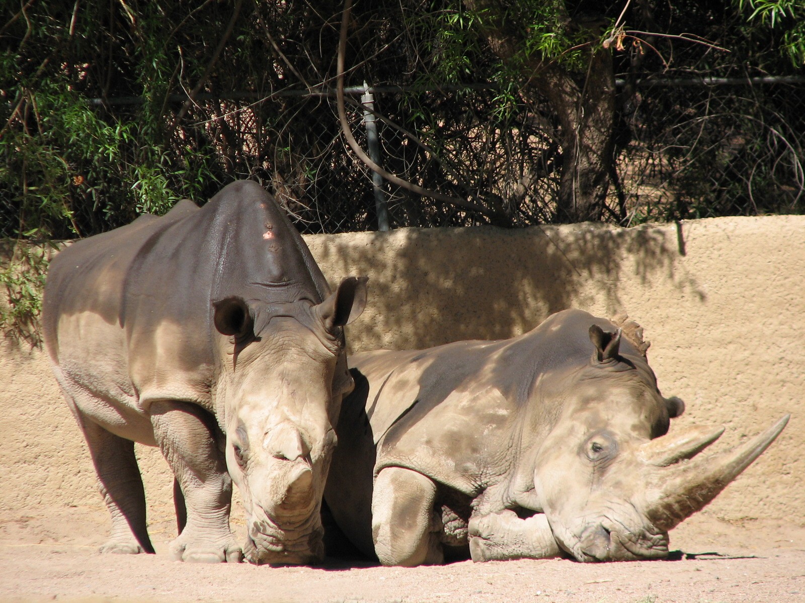 Africa Trail - Southern White Rhinoceros